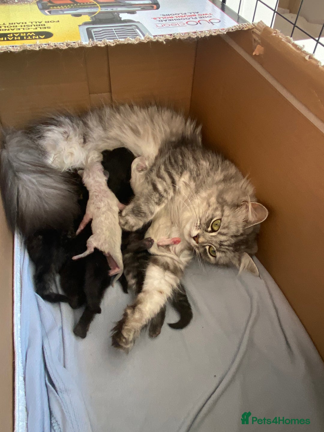 Ragdoll cats for sale: Adorable Ragdoll x Chinchilla Tabby - Image 21
