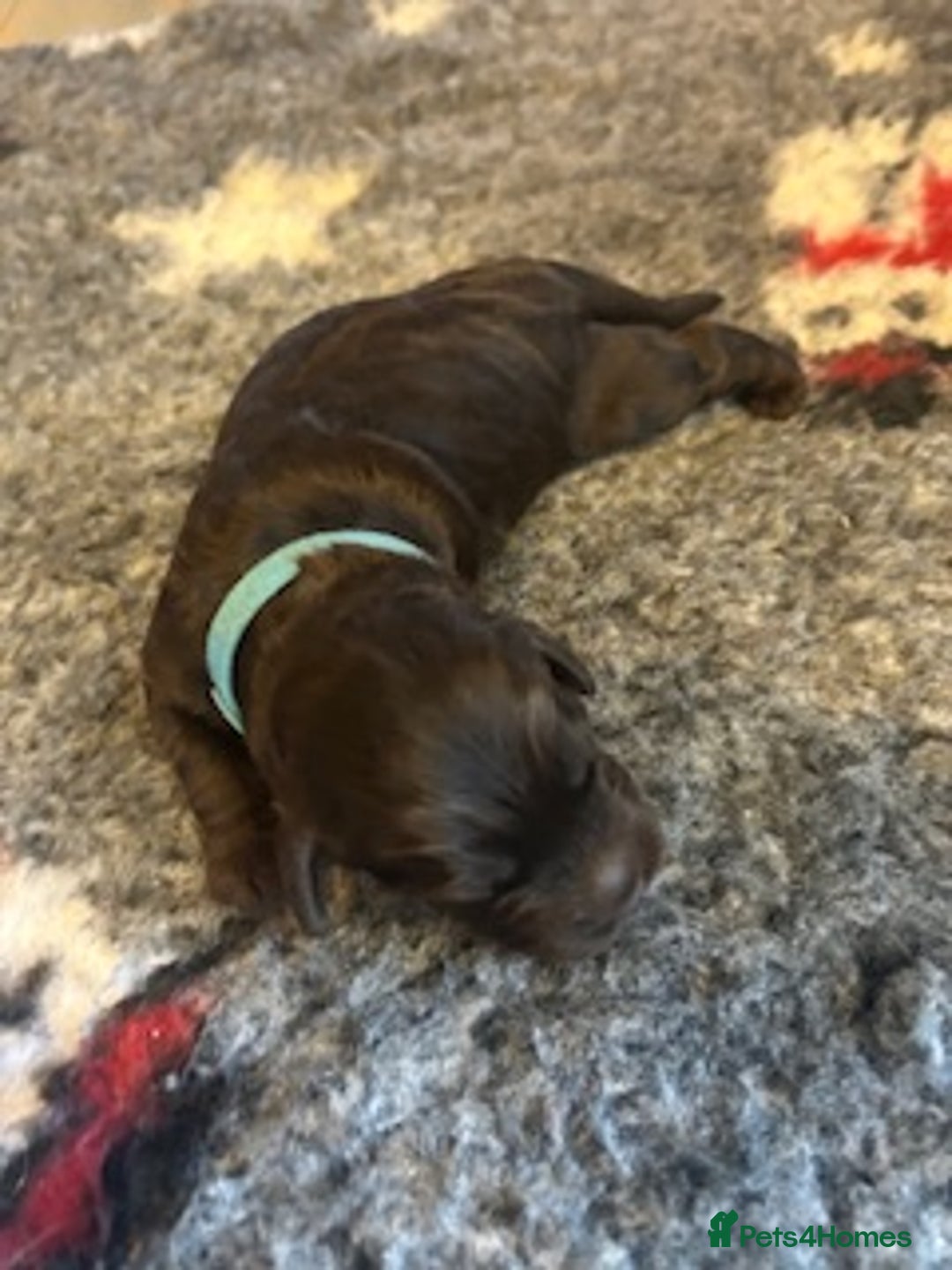 Cockapoo dogs for sale: Stunning litter of cockapoos, 2 males, 3 females - Advert 11