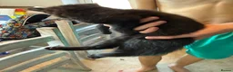 Mixed Breed cats for sale: Kittens ready now - Advert 3