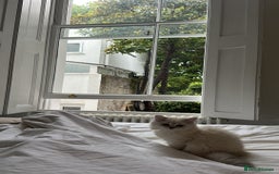 British Longhair cats for sale: GCCF Female BRITISH LONGHAIR - Image 5