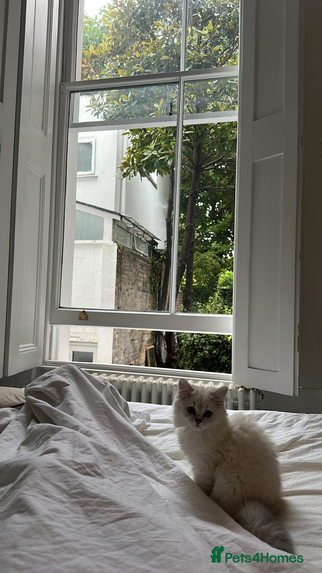 British Longhair cats for sale: GCCF Female BRITISH LONGHAIR - Image 5