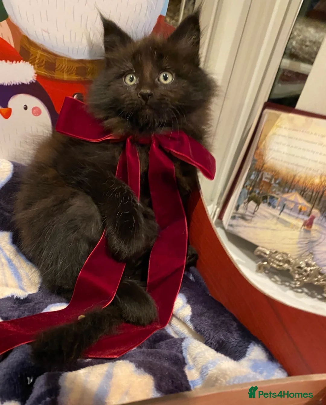 Maine Coon cats for sale: Champion line maine coon girls - Advert 15