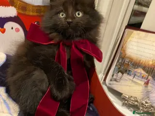 Maine Coon cats Champion line maine coon girls - Advert 17