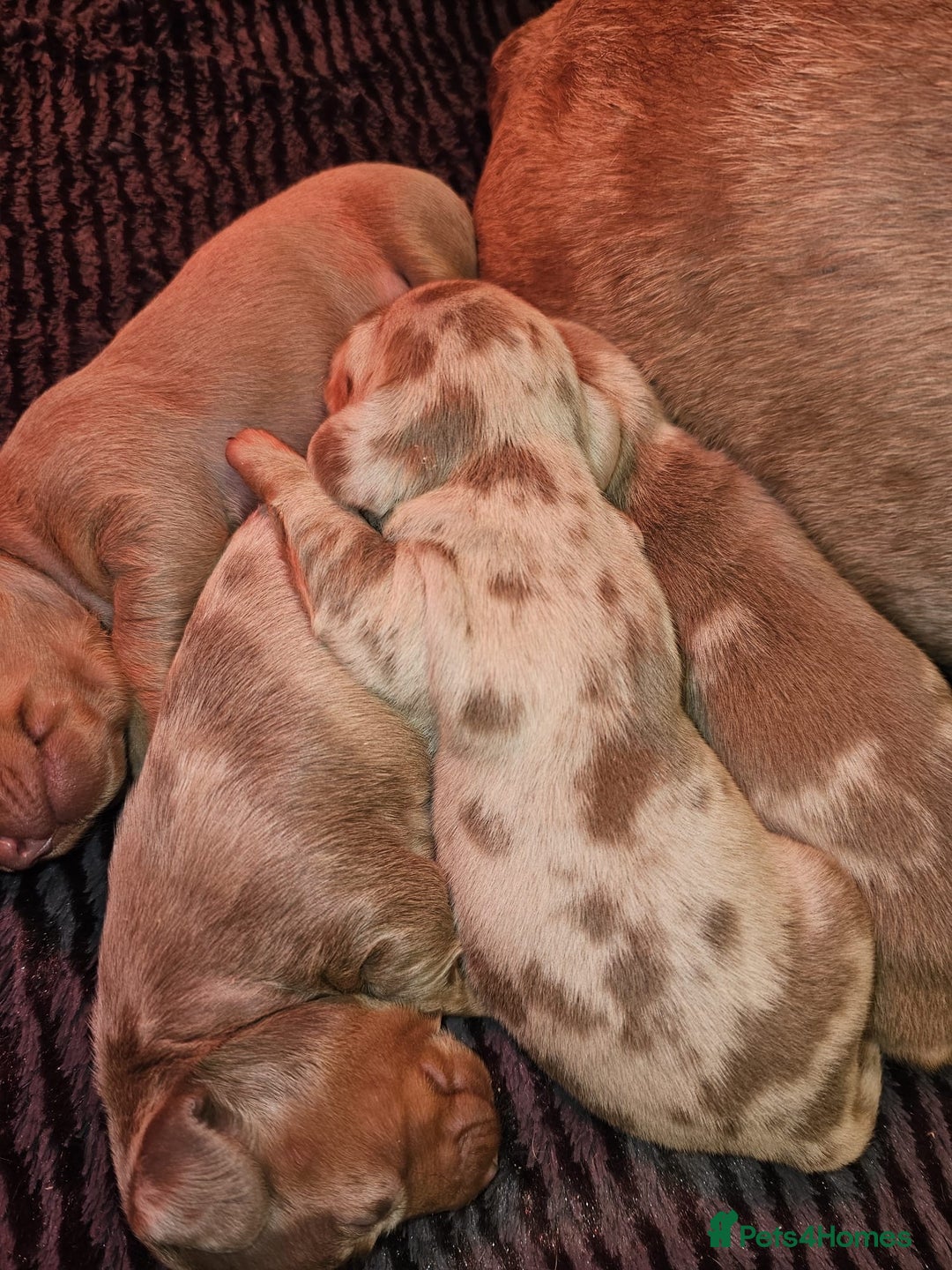 Dachshund dogs for sale: Isabella Dapple Dachshund Puppies - Advert 3
