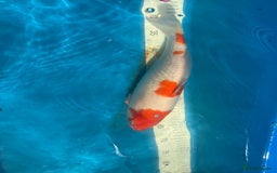 Koi Carp fish for sale: Various koi carp for sale  - Image 13