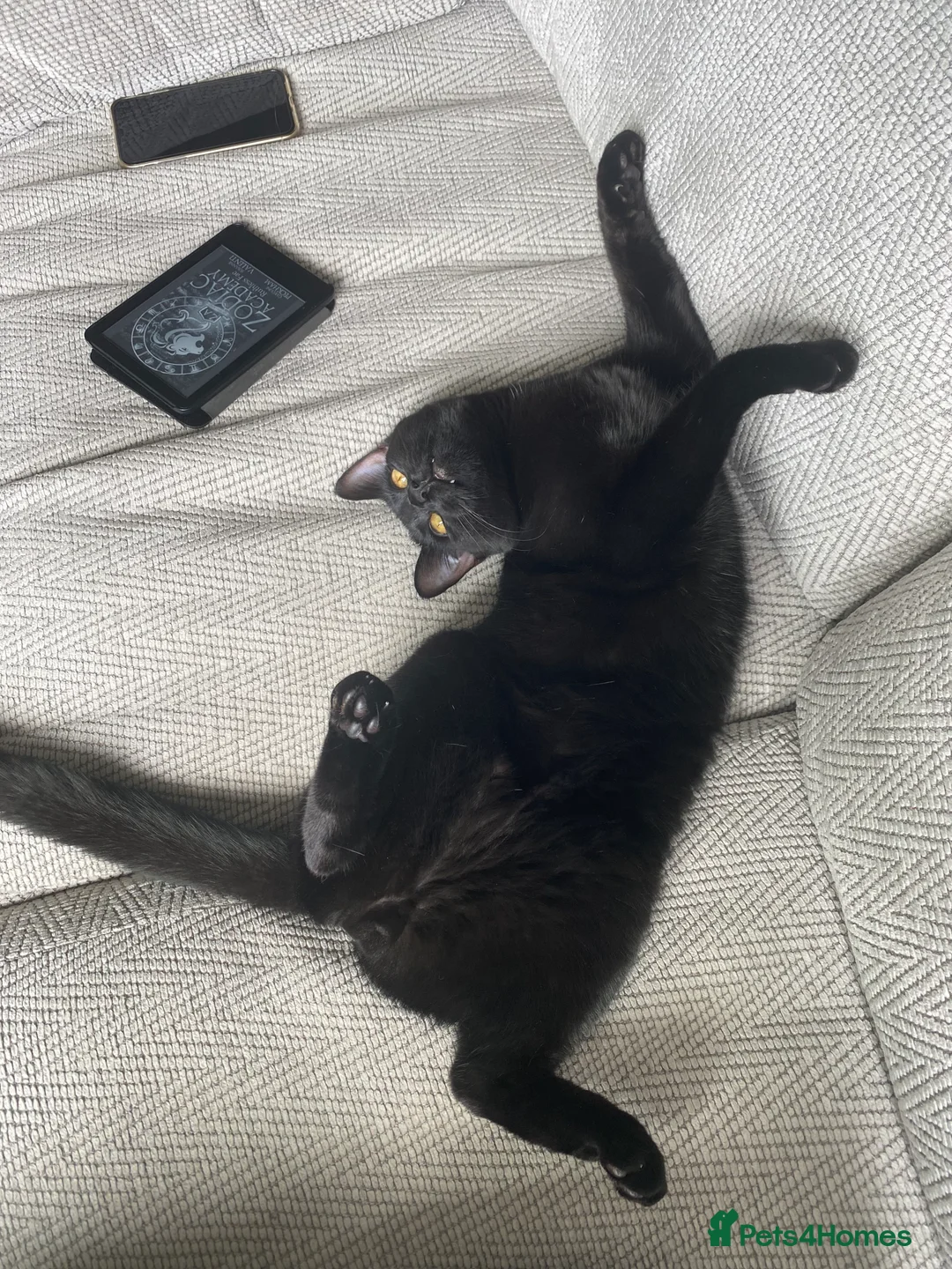 Mixed Breed cats for sale: Energetic Black Cat Looking for Active Loving Home - Advert 5