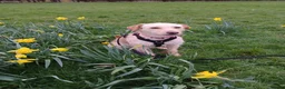 Mixed Breed dogs for adoption: Sweet Pippa looking for LOVE - Advert 2