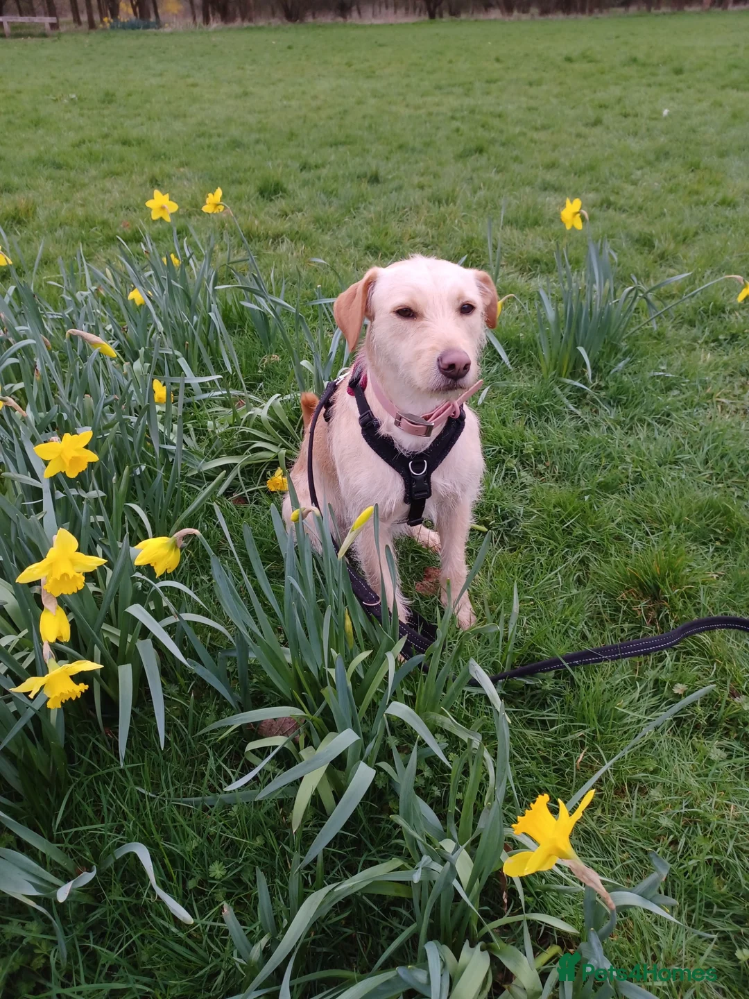Mixed Breed dogs for adoption: Sweet Pippa looking for LOVE - Advert 2