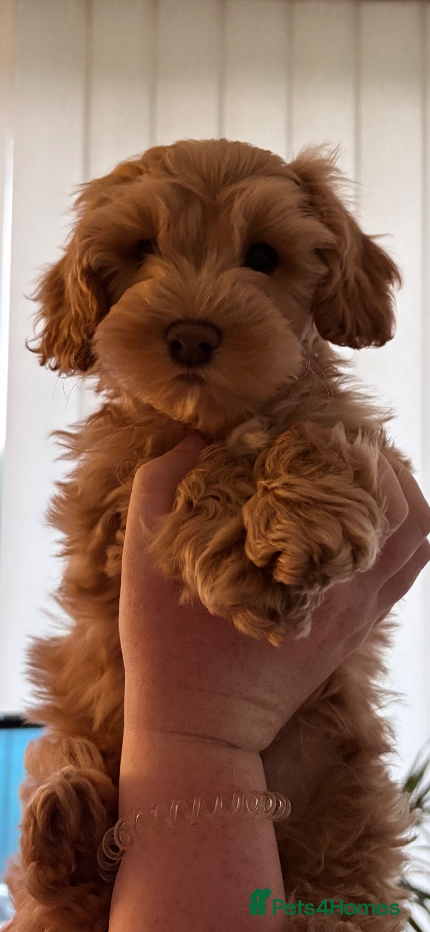 Cockapoo dogs for stud: Stunning Fully Health Tested F2b Cockapoo Proven ! - Advert 1