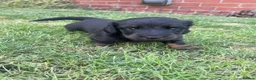 Miniature Dachshund dogs for sale: Miniature long haired dachshunds - Advert 9