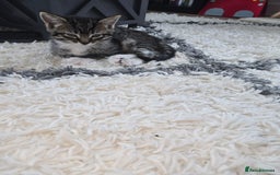 Persian cats for sale: Bundles of joy - Image 5