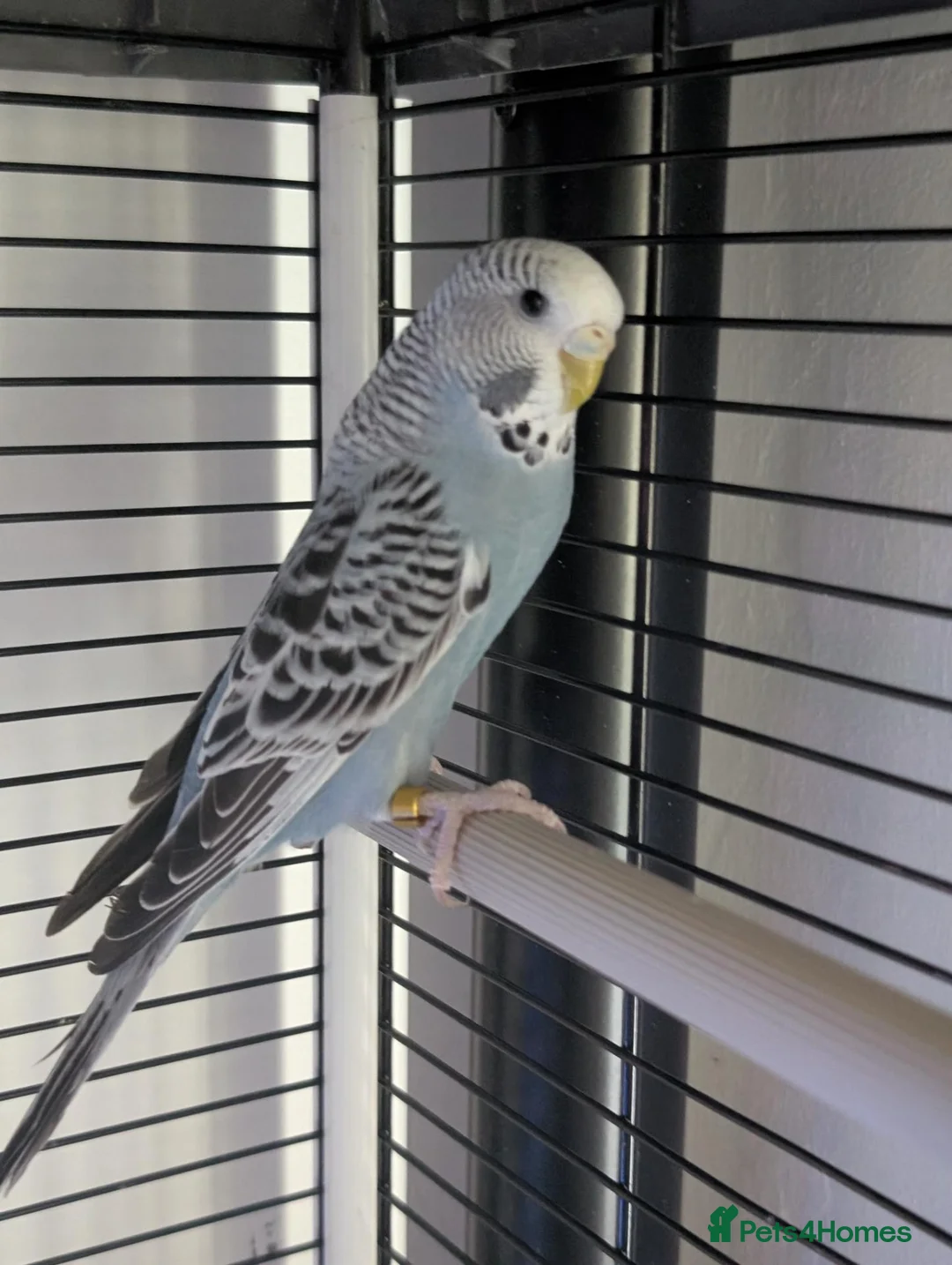 Budgerigars birds for sale: Three 8 month old budgies in Shipley - Advert 2