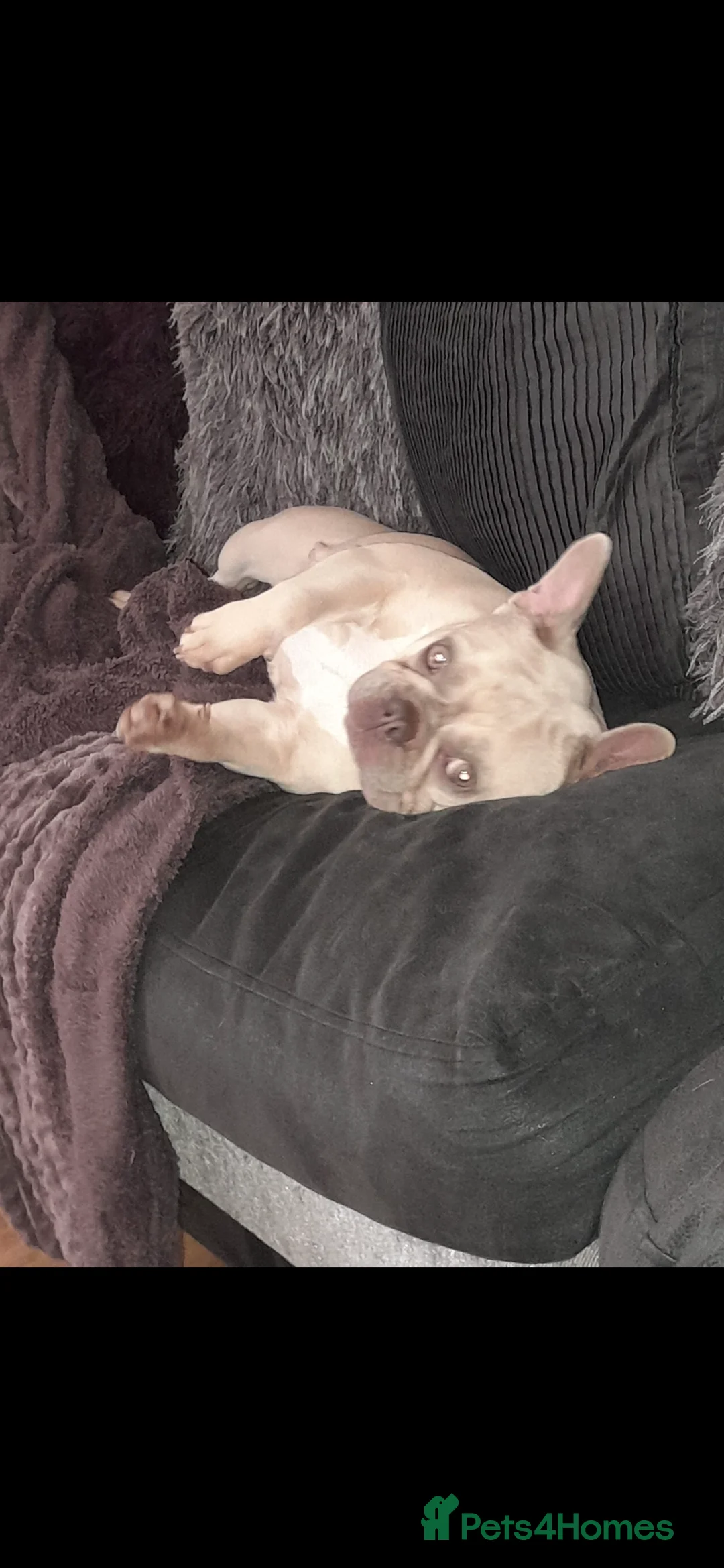 French Bulldog dogs for sale: French Bulldog Adoption - Advert 4