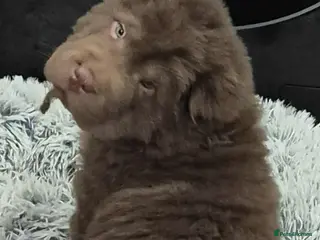 Chow Chow dogs Stunning genes chow chow pup - Advert 1