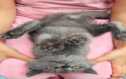 British Shorthair cats for sale: British shorthair  - Image 22