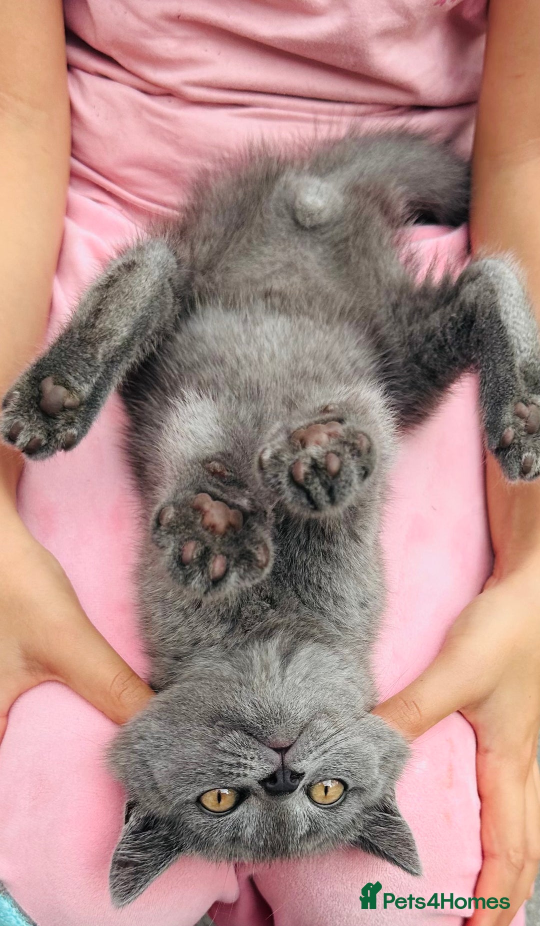 British Shorthair cats for sale: British shorthair  - Image 22