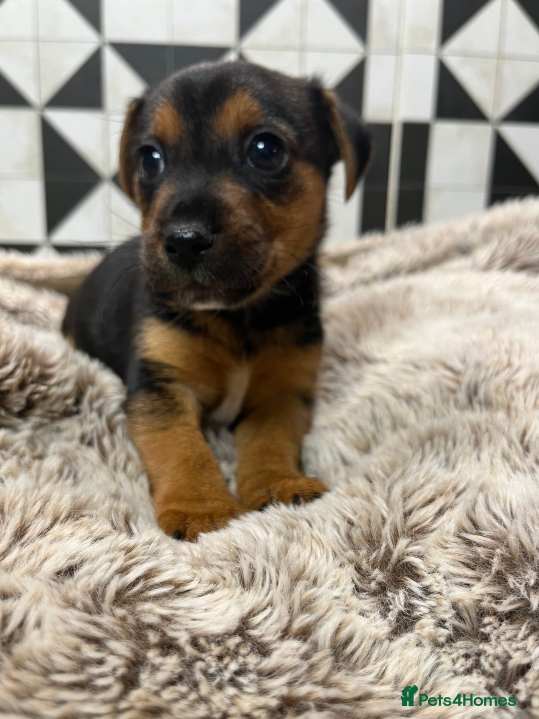 Jack Russell dogs for sale: Jack Russell pups for sale - Advert 7