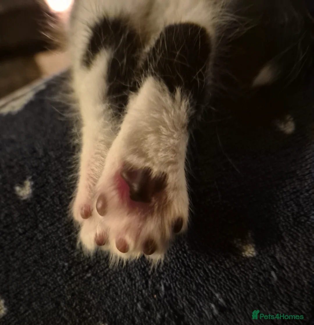 Mixed Breed cats for sale: 2 girls 3 boys kittens  - Advert 6