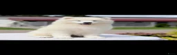 Samoyed dogs for sale: Beautiful Samoyed female puppy kc - Advert 5