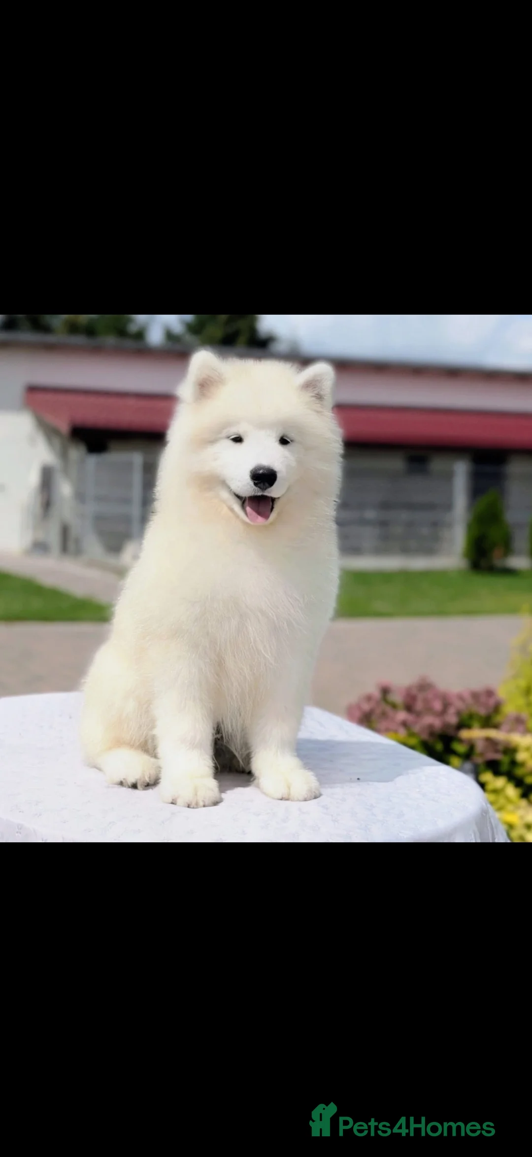 Samoyed dogs for sale: Beautiful Samoyed female puppy kc - Advert 5