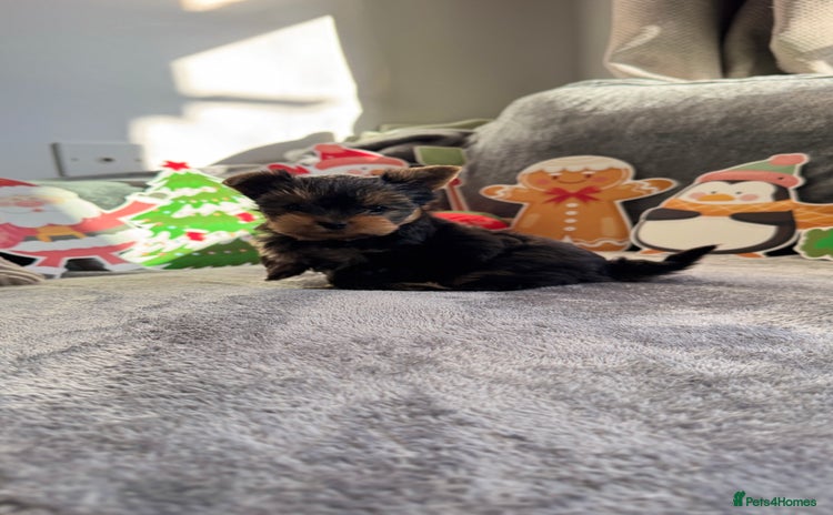 Yorkshire Terrier dogs 💙Boy 📌Ready to Go -mini Yorkshire terrier  - Advert 5