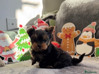 Yorkshire Terrier dogs 💙Boy 📌Ready to Go -mini Yorkshire terrier - Advert 11