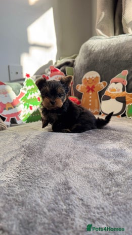 Yorkshire Terrier dogs 💙Boy 📌Ready to Go -mini Yorkshire terrier - Advert 5