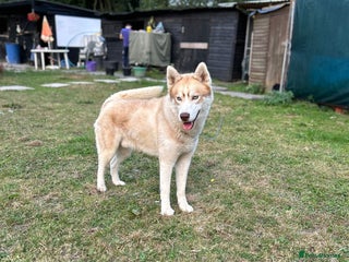 Mixed Breed dogs Dog for sale - Advert 1