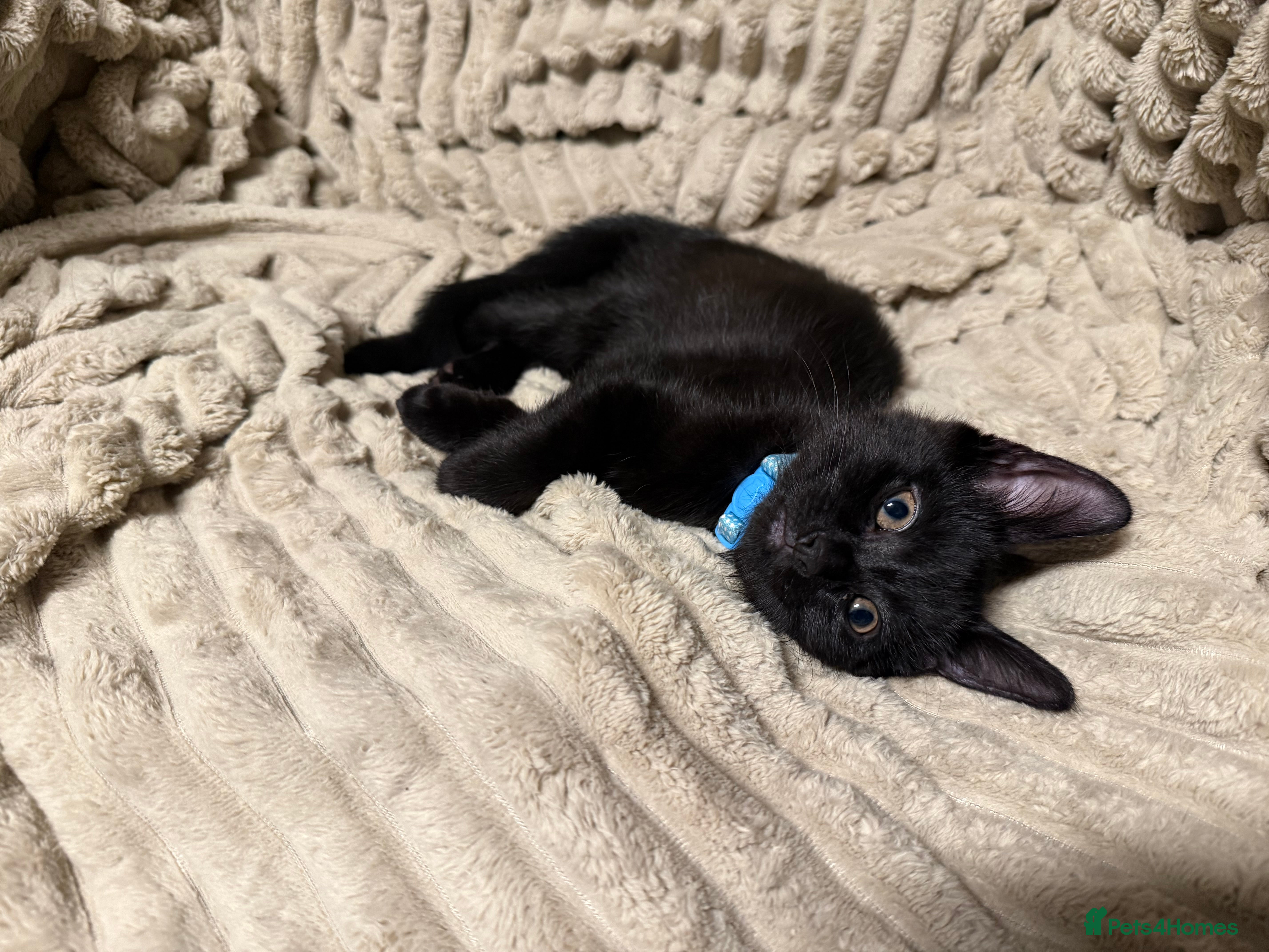 Mixed Breed cats Beautiful Black Male Kitten –Ready for Loving Home - Advert 17