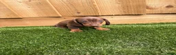 Miniature Dachshund dogs for sale: miniature dachshund - Advert 7