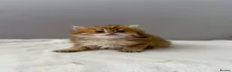 British Longhair cats for sale: Champion lines Golden British Longhairs - Advert 37