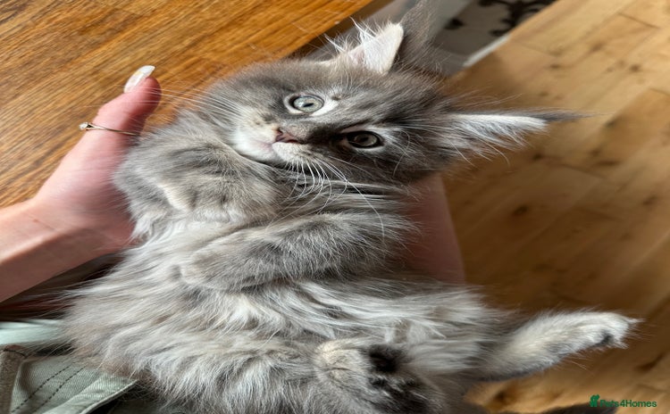 Maine Coon cats - Advert 3