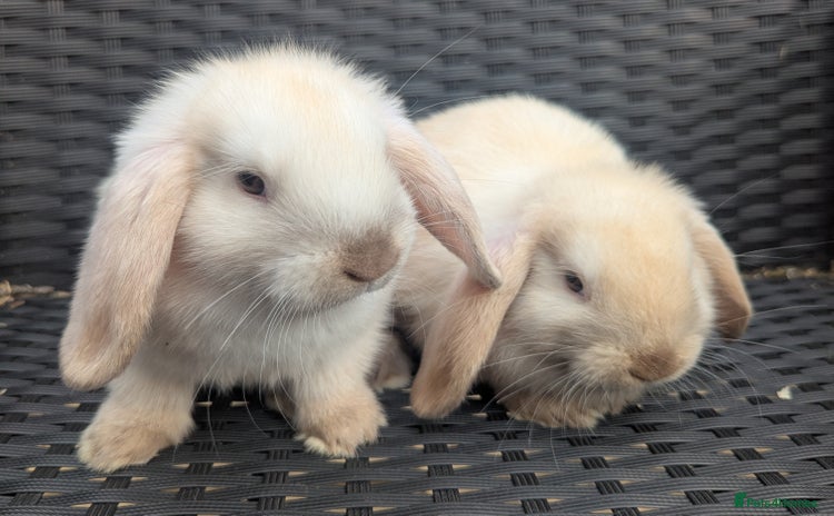 Mini Lop rabbits - Advert 1
