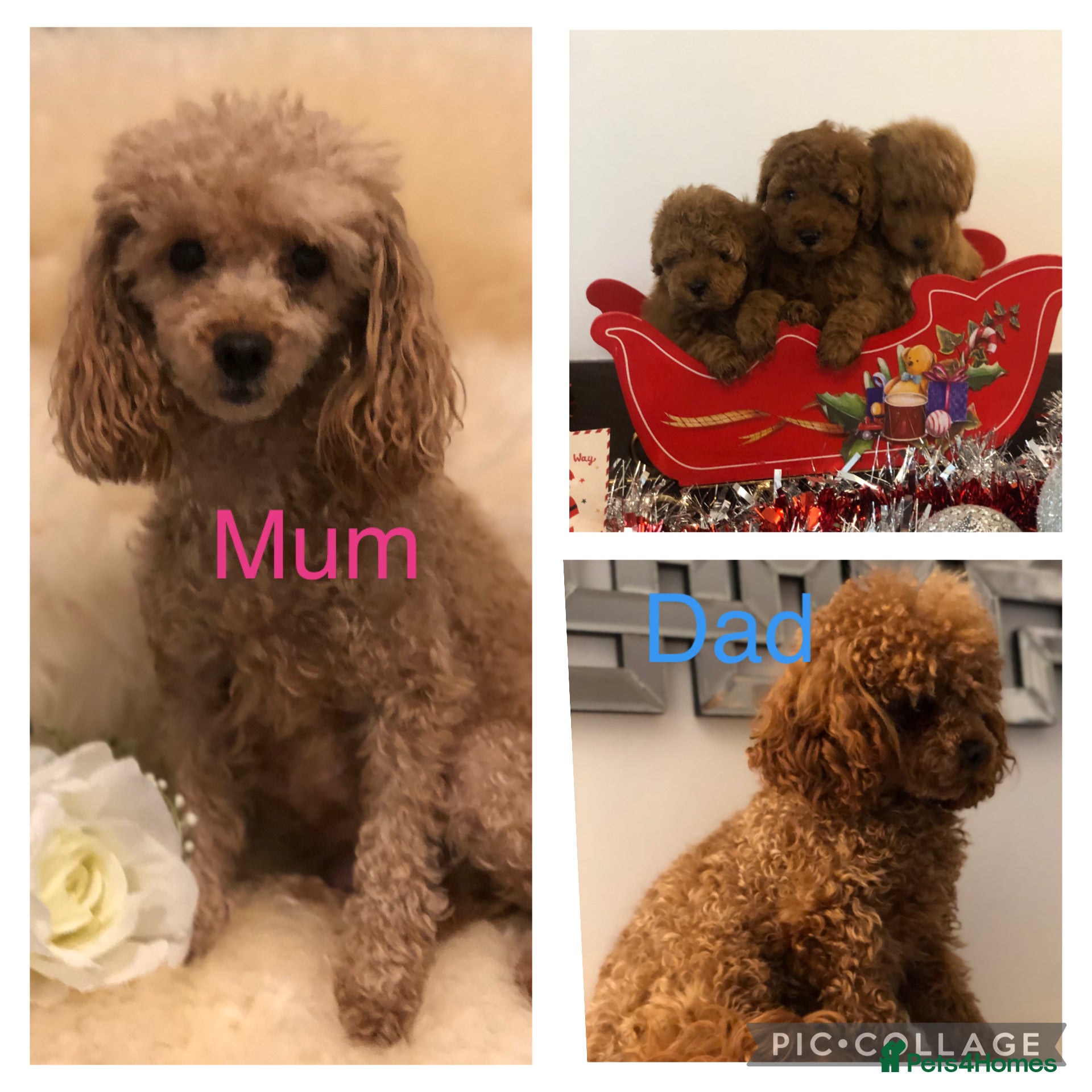 Toy Poodle dogs Kc Toy poodle male puppy ready to leave PRA CLEAR  - Advert 6
