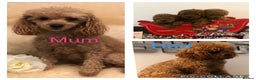 Toy Poodle dogs for sale: Kc Toy poodle male puppy ready to leave PRA CLEAR  - Advert 1