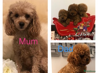 Toy Poodle dogs Toy poodle puppies ready to leave PRA CLEAR - Advert 1