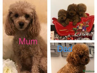 Toy Poodle dogs Kc Toy poodle male puppy ready to leave PRA CLEAR - Advert 4