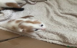 American Shorthair cats for sale: 2 ginger and white calico kittens  - Advert 6