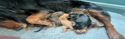 Cocker Spaniel dogs for sale: KC COCKER PUPS BLACK WHITE CHOCOLATE TAN TRI RED - Advert 6
