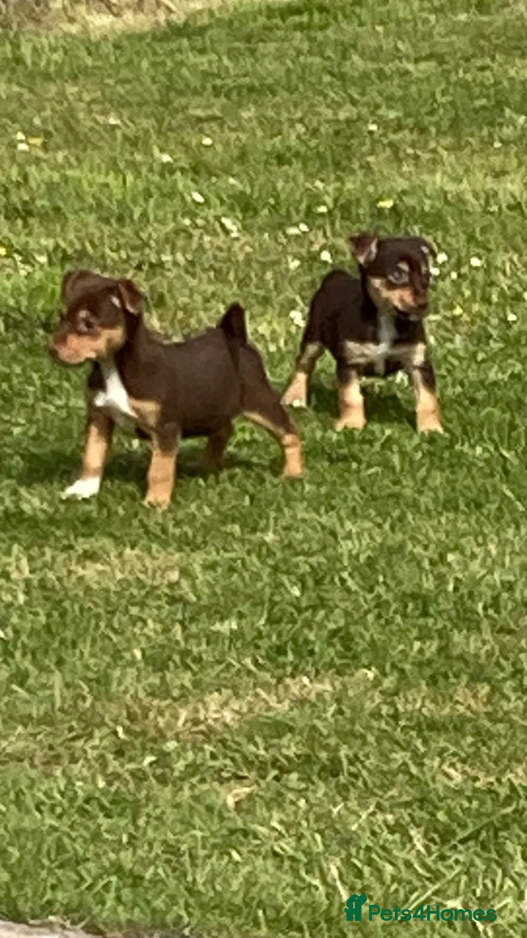 Jack Russell dogs for sale: Miniture Jack russell - Advert 1