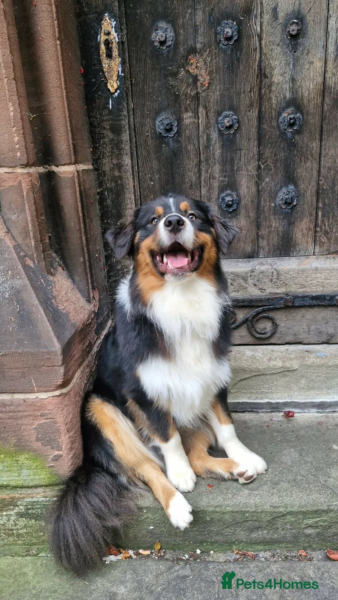 Australian Shepherd dogs for sale: Australian Shepherd Male - Advert 8