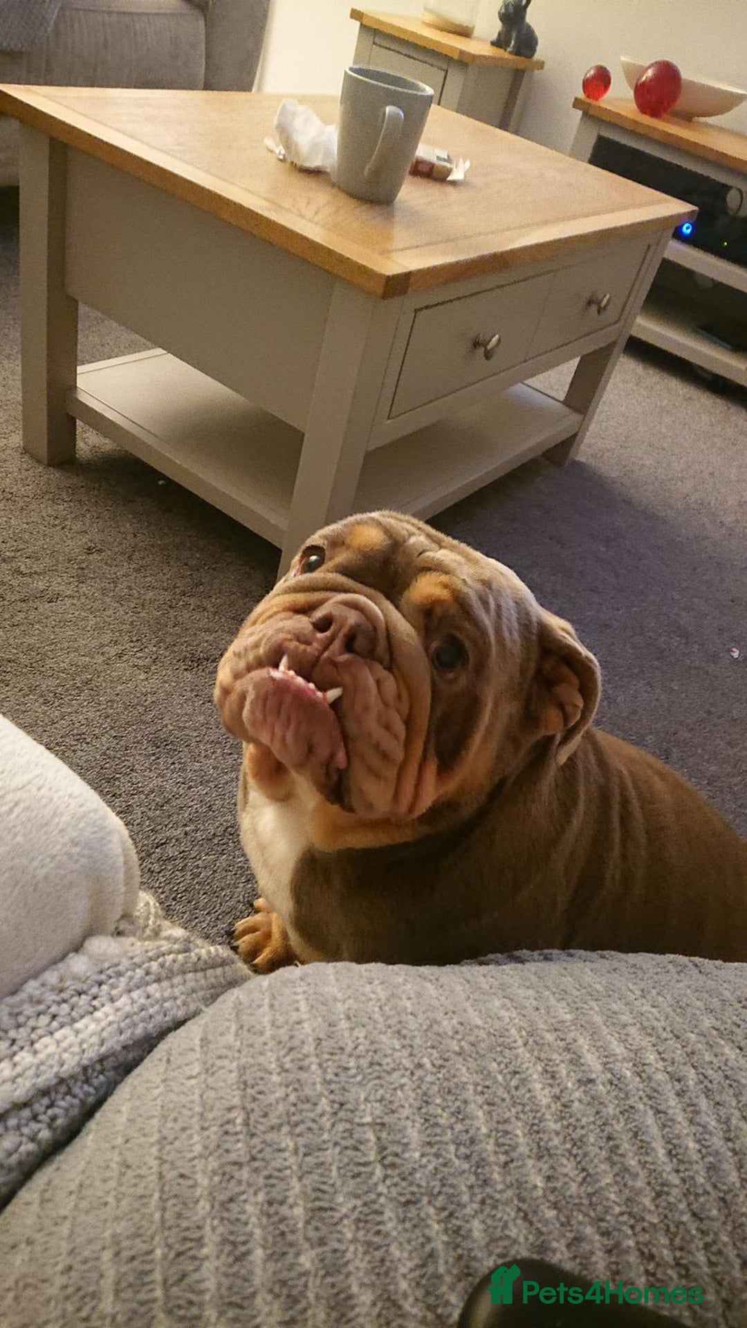 English Bulldog dogs for sale: 2 year old female bulldog - Image 2