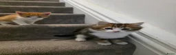 Domestic Shorthair cats for sale: Kittens looking for new home in Stafford - Advert 18