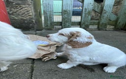 Clumber Spaniel dogs for sale: KC Working Clumber Spaniel - 2 boys available  - Image 4