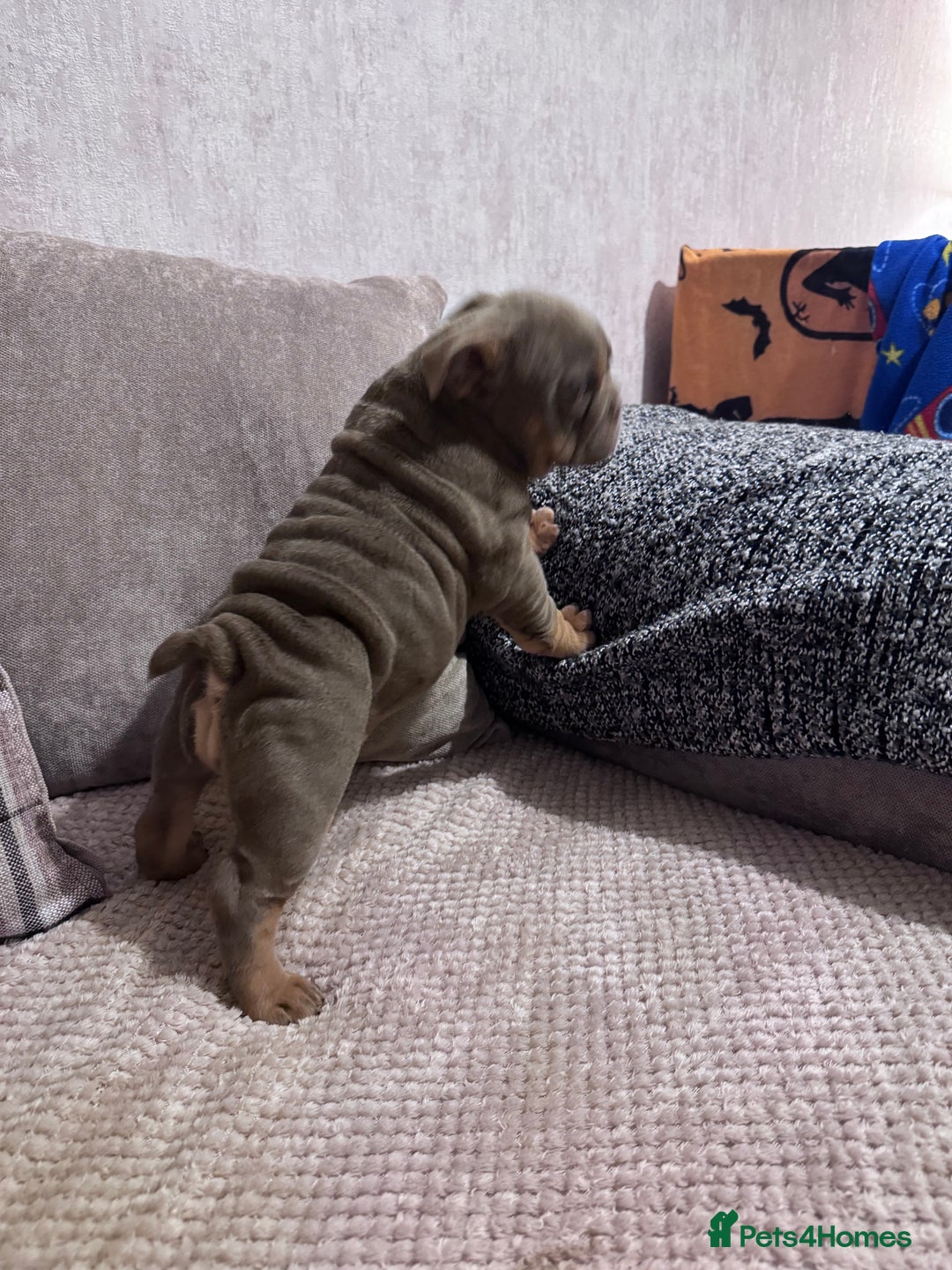 English Bulldog dogs for sale: Last little lady, English Bulldog  - Advert 6