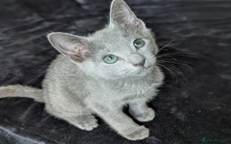Russian Blue cats for sale: Pedigree TICA Registered kittens - Image 8