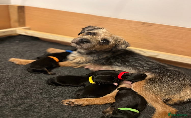 Border Terrier dogs - Advert 1