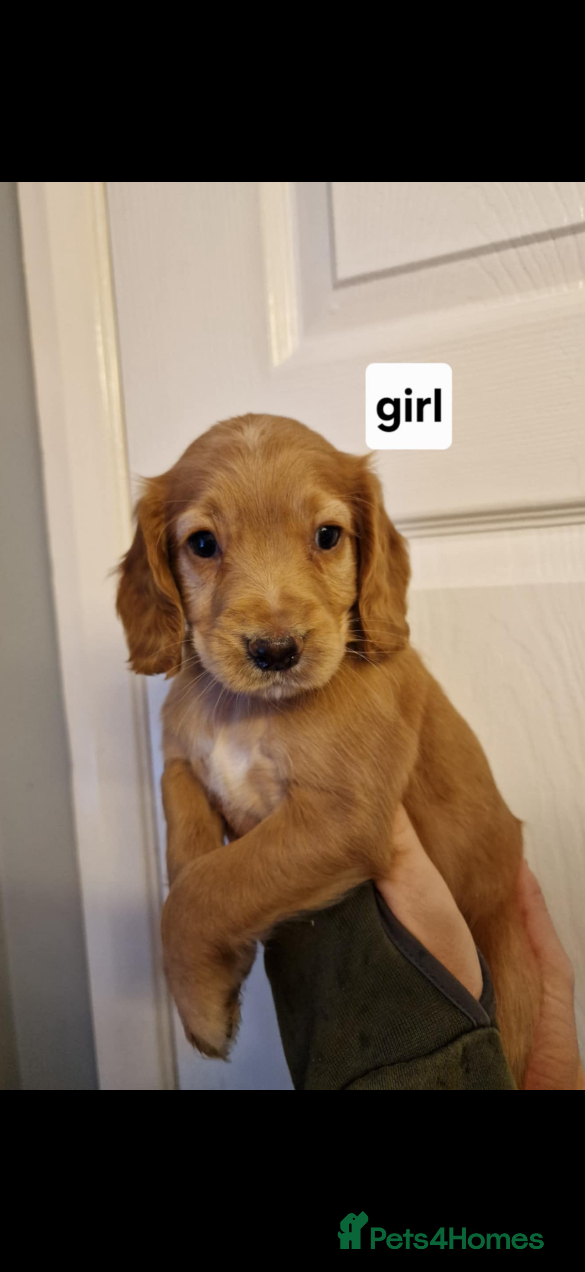 Cocker Spaniel dogs Well bred cocker spaniel  - Advert 3