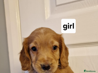 Cocker Spaniel dogs Well bred cocker spaniel - Advert 3