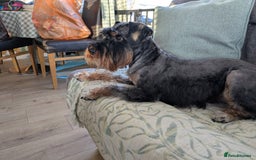 Schnoodle dogs for stud: RARE coloured mini schnoodle - Stud  - Image 2